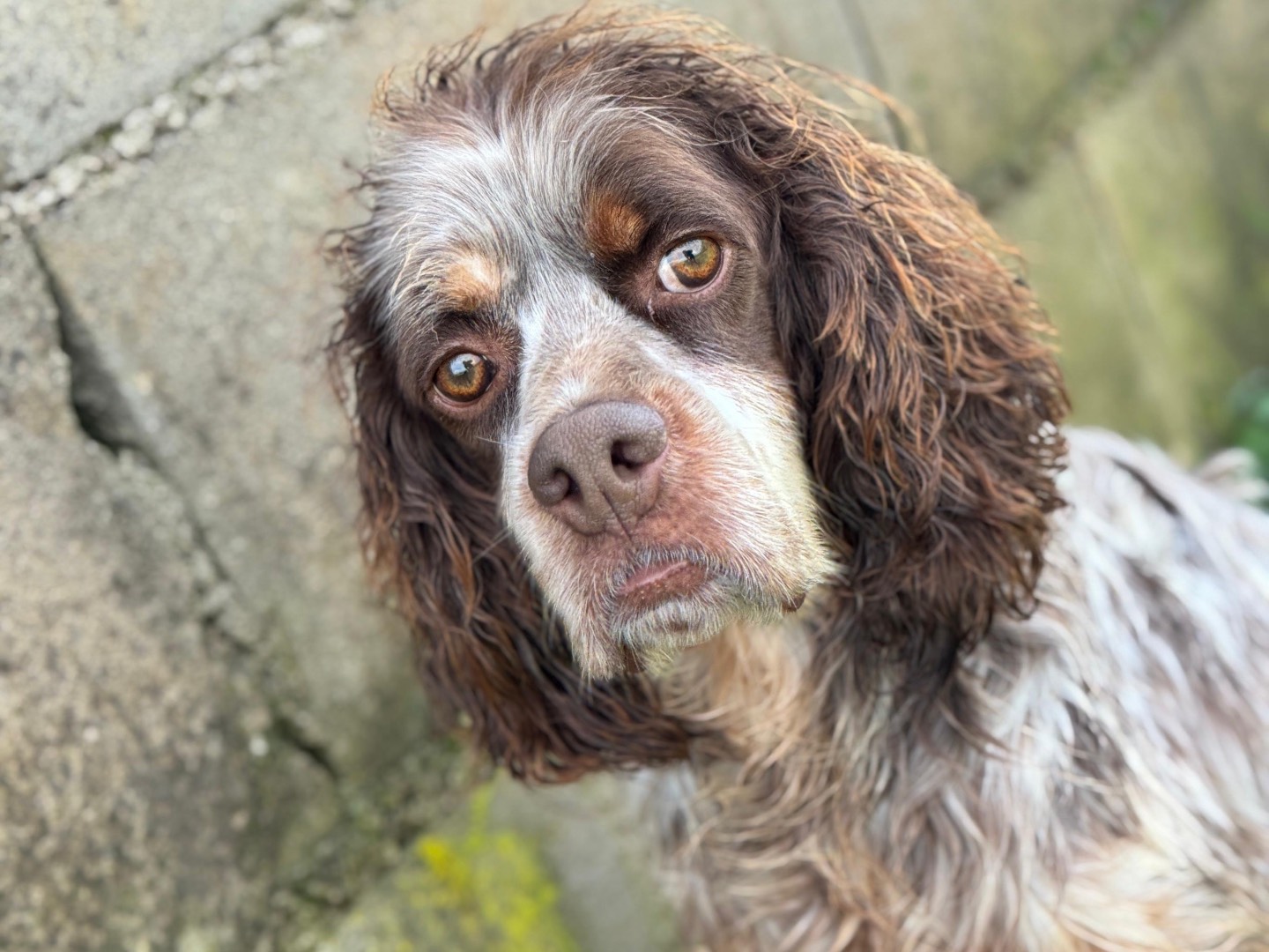 Vuoi adottare un cane a Frosinone?