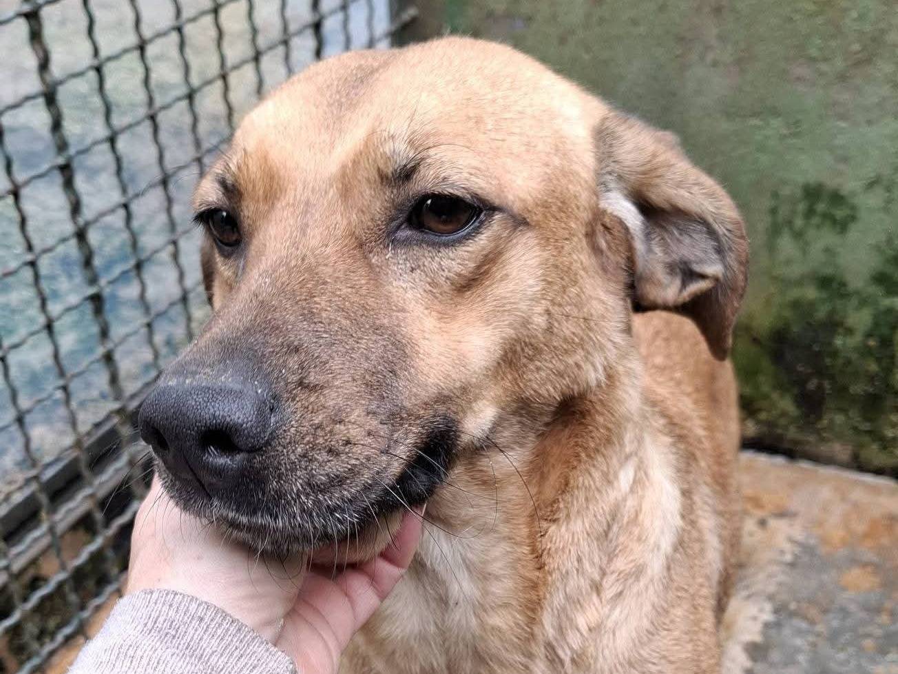 Adotta un cane, taglia media contenuta, femmina, Milano