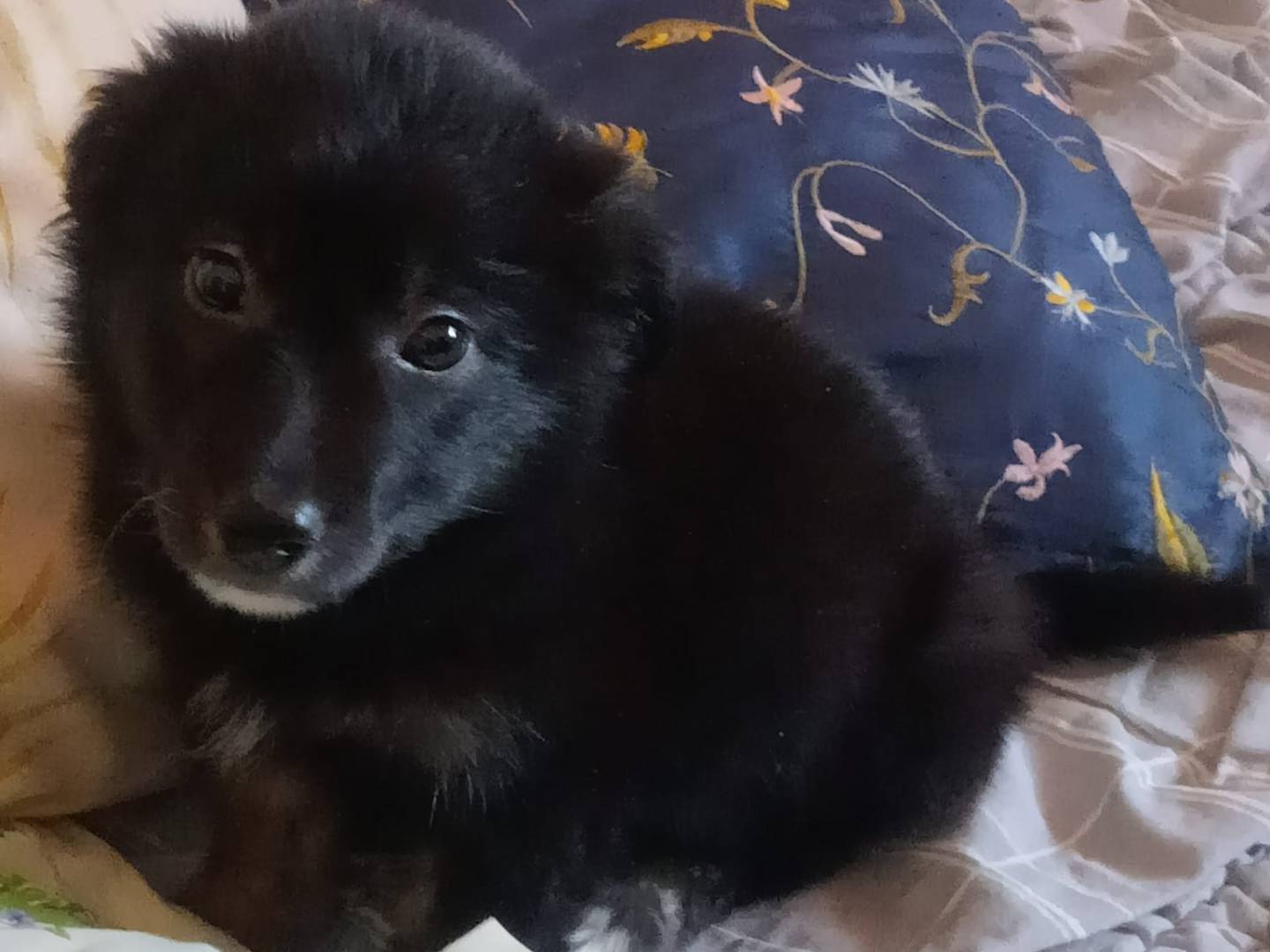 Adotta un cane, femmina, 2 mesi, Varese