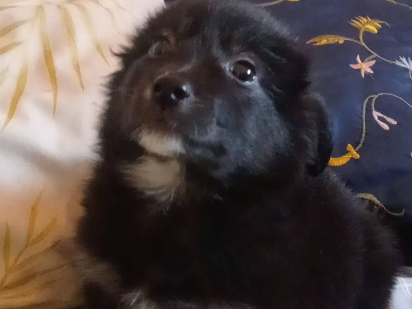 Adotta un cane, taglia media contenuta, femmina, Varese