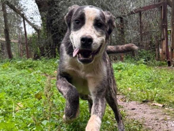 Adotta un cane, taglia media, maschio, Varese