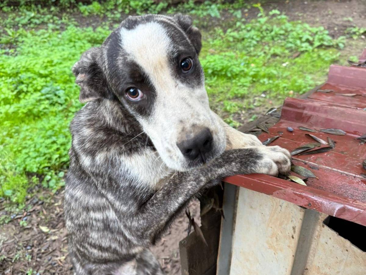 Vuoi adottare un cane a Varese?