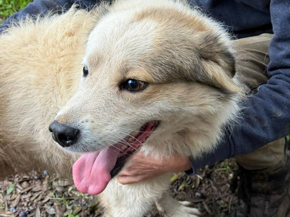 Adotta un cane, taglia media, maschio, Varese