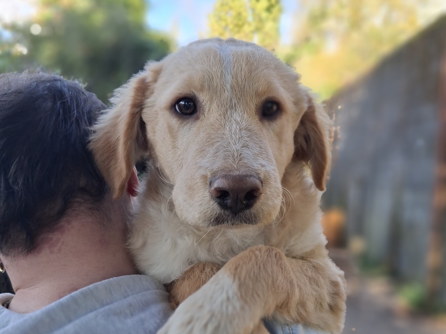 Adozione cane, femmina, Razza sconosciuta Razza sconosciuta, 7 mesi, taglia grande, Milano