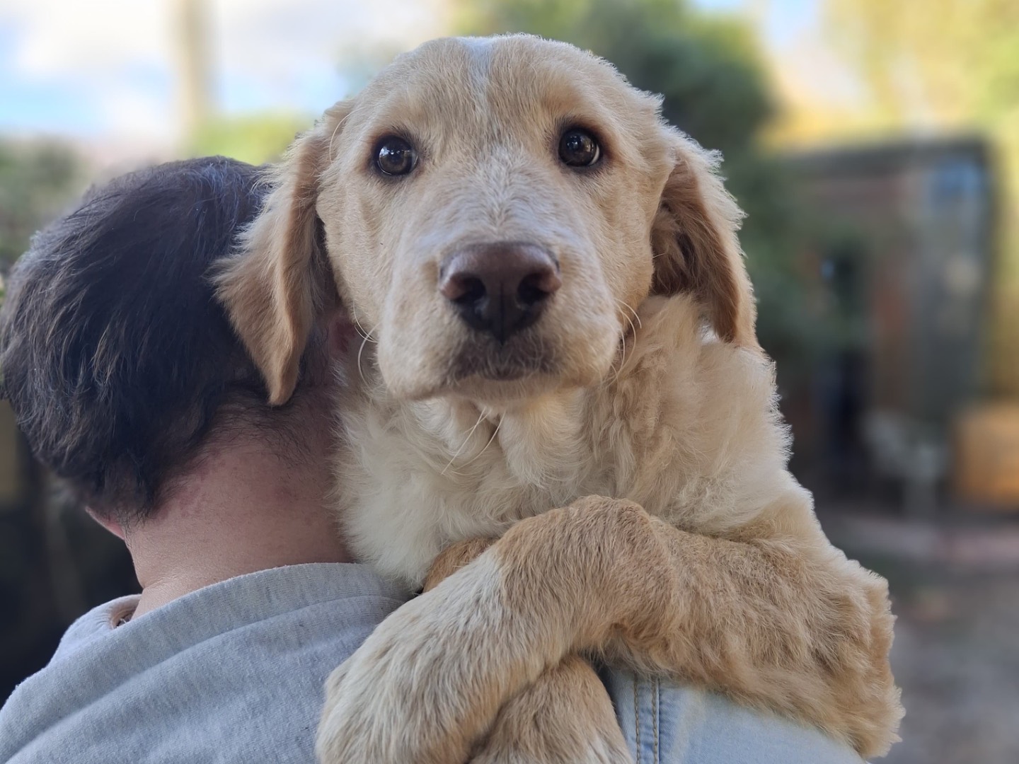 Vuoi adottare un cane a Milano?