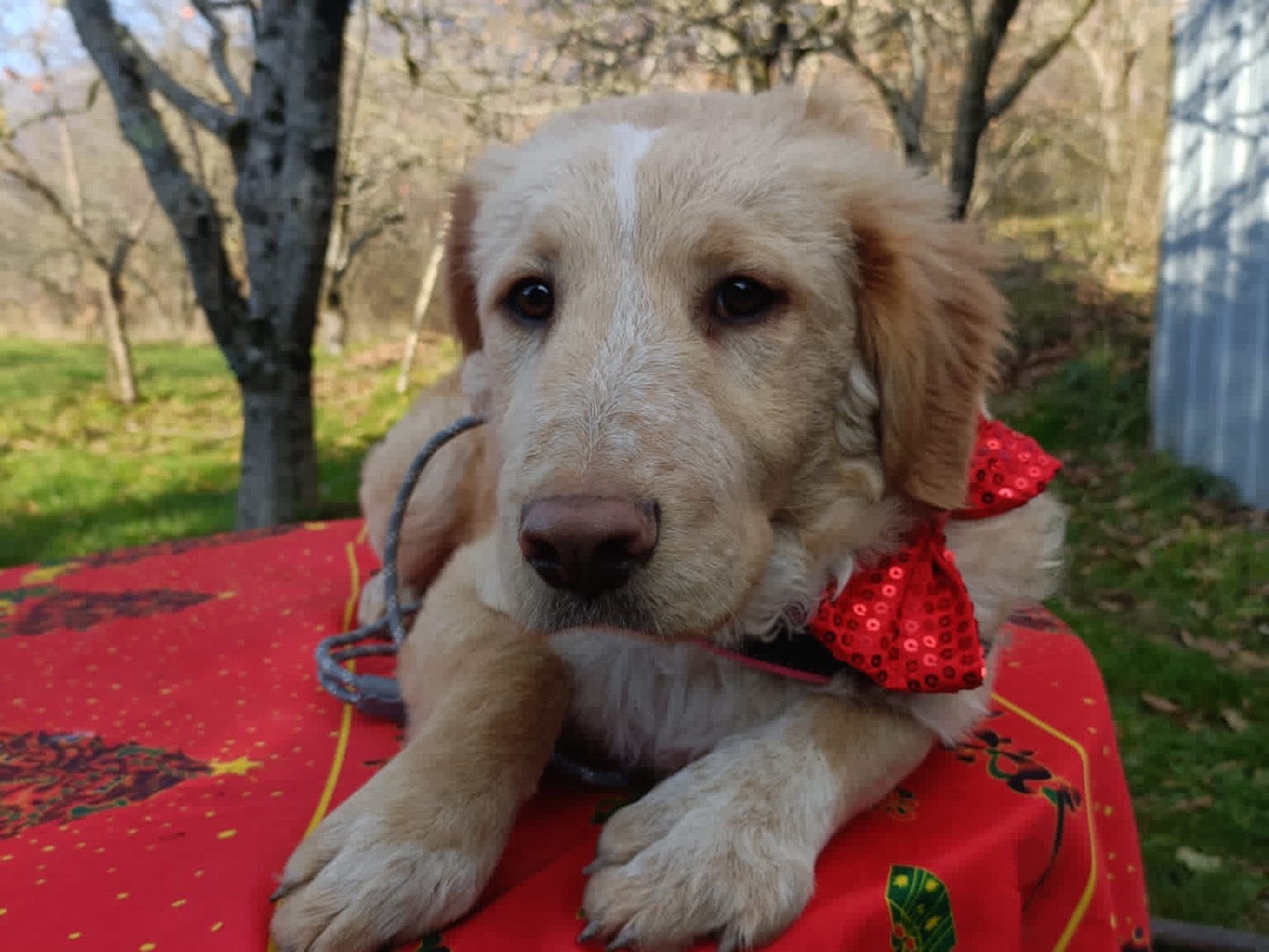 Adotta il cane Cassiopea a Milano