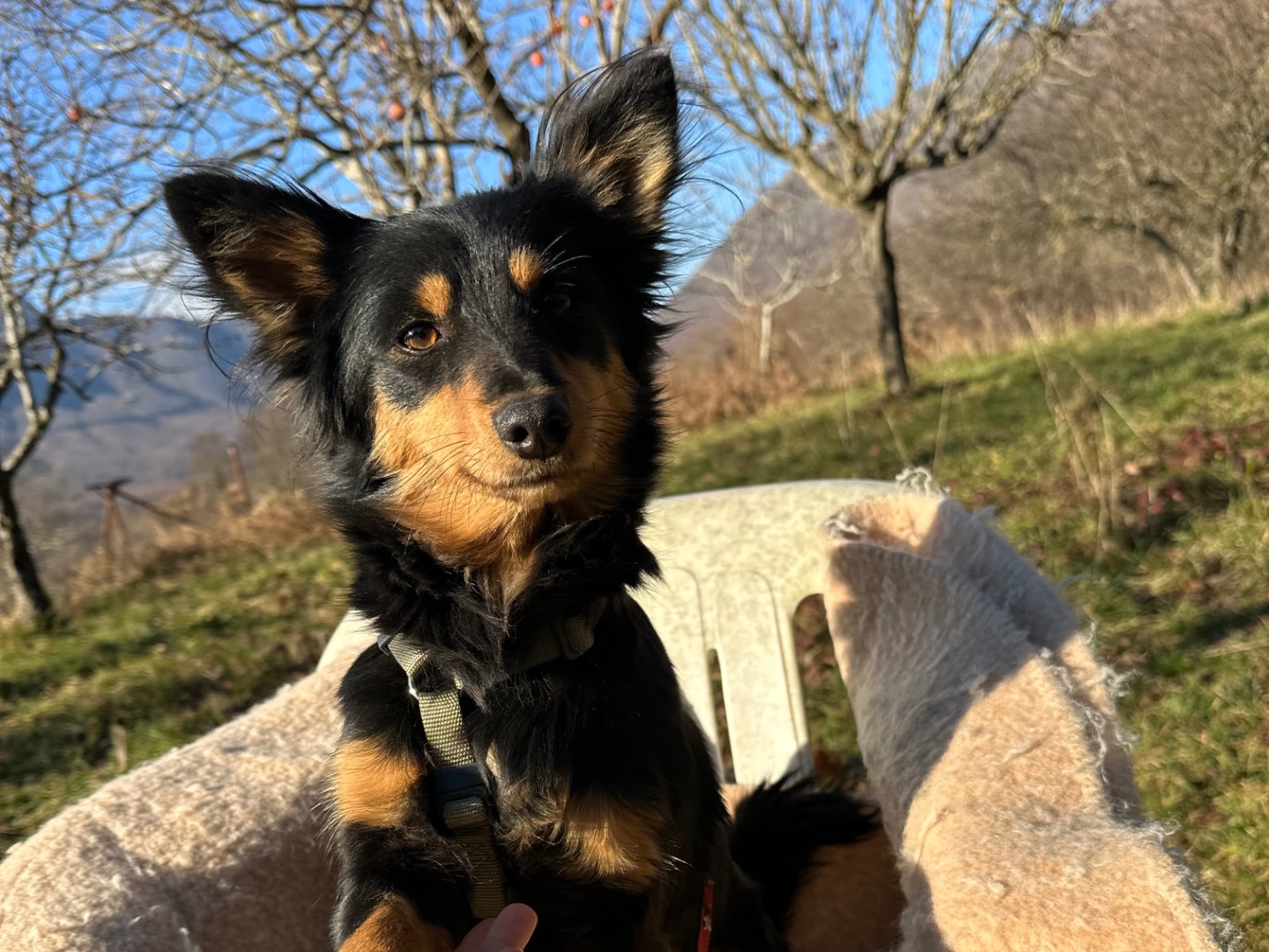 Adozione cane, femmina, Volpino di Pomerania Razza sconosciuta, 2 anni, taglia piccola, Salerno