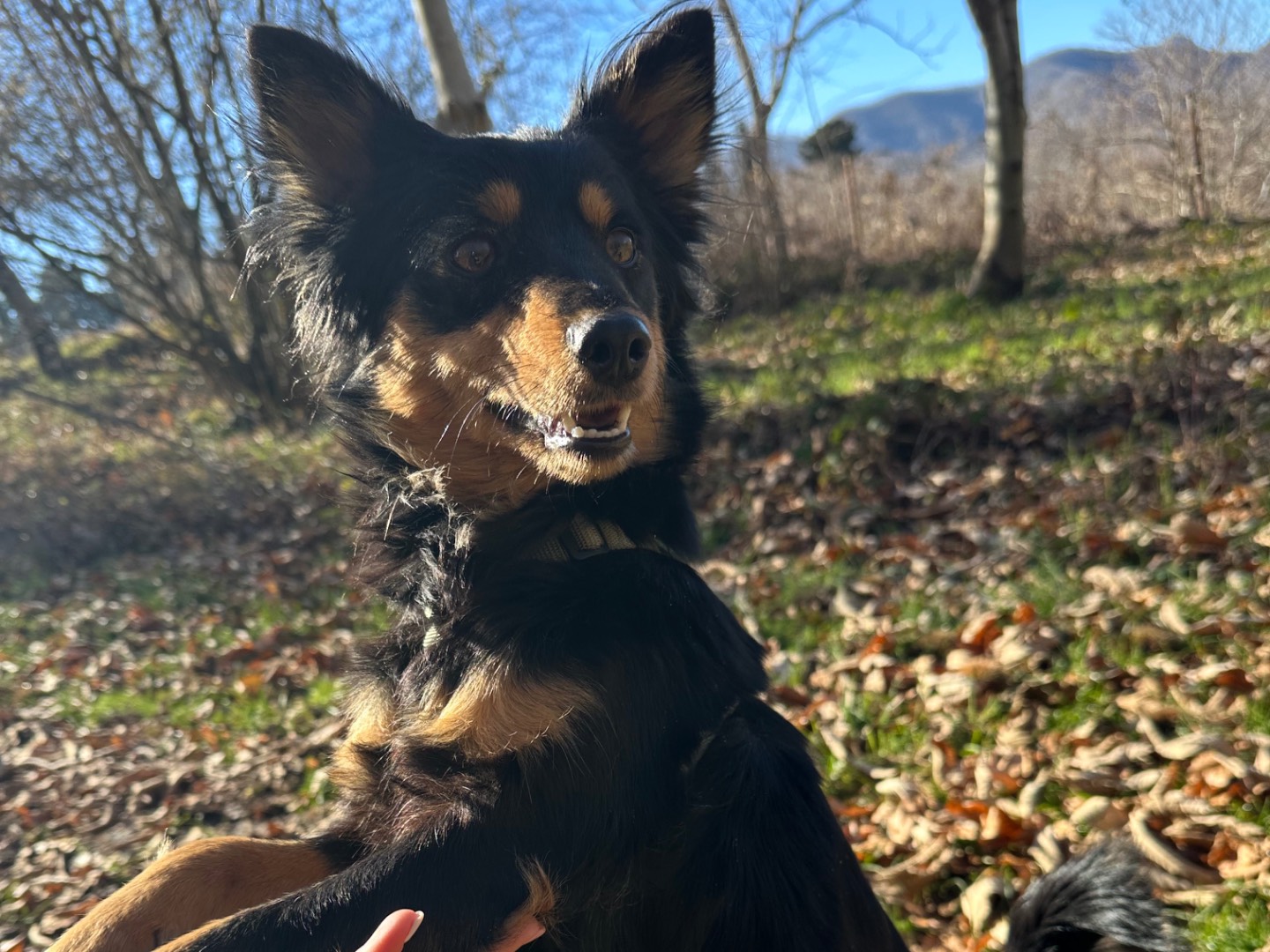 Adotta un cane, femmina, 2 anni, Salerno