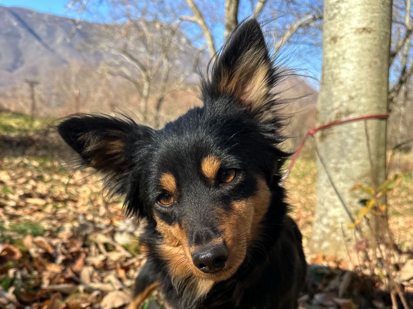 Adotta un cane, taglia piccola, femmina, Salerno