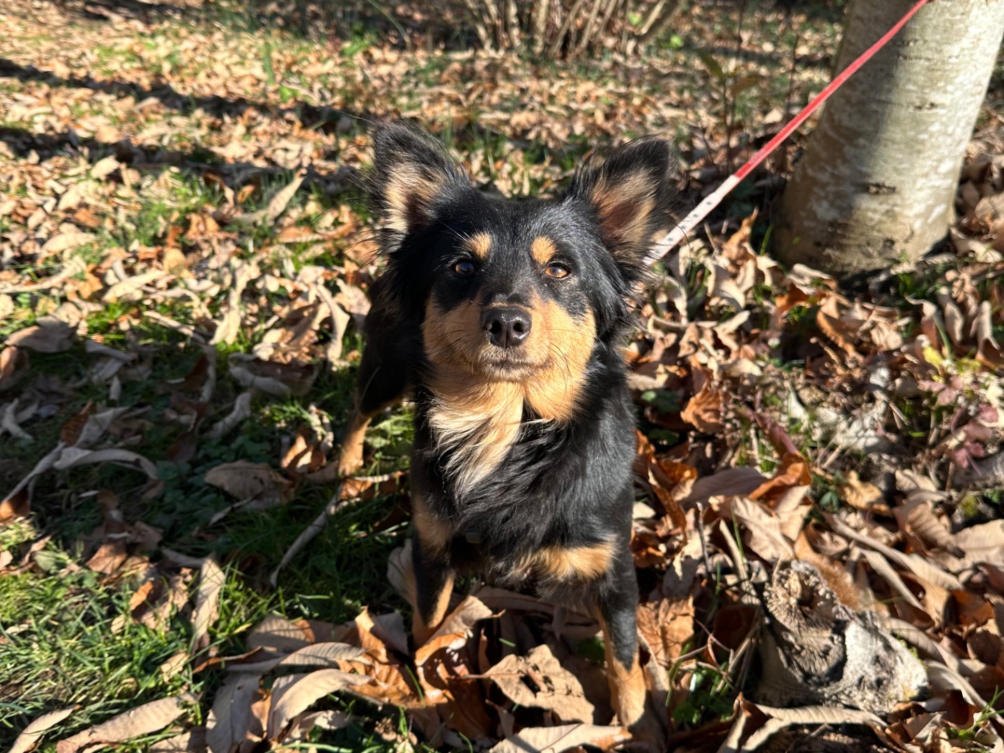Adotta il cane Hermione a Salerno