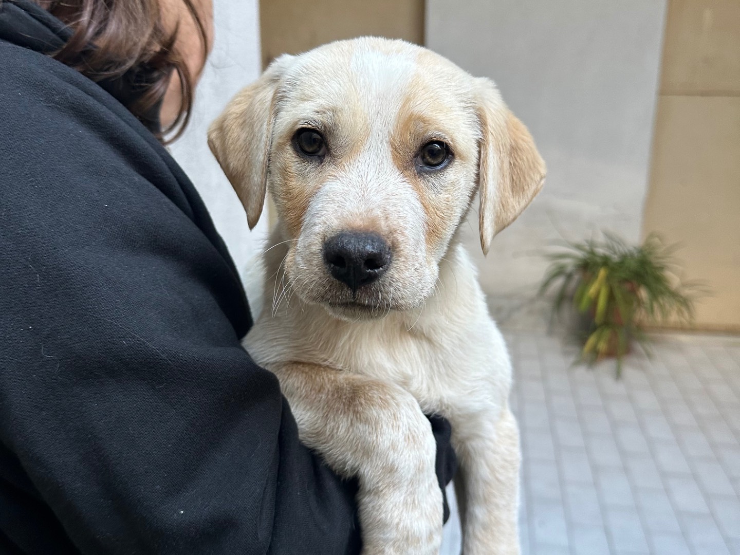 Adozione cane, maschio, Razza sconosciuta Razza sconosciuta, 3 mesi, taglia media, Salerno