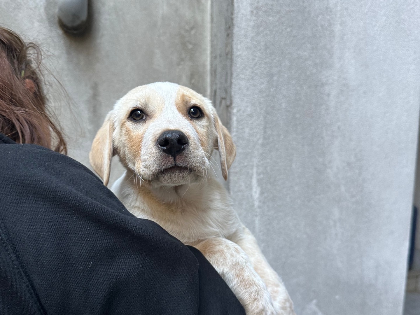 Adotta un cane, maschio, 3 mesi, Salerno