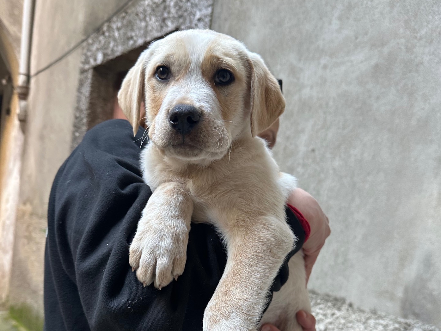 Adotta un cane, taglia media, maschio, Salerno