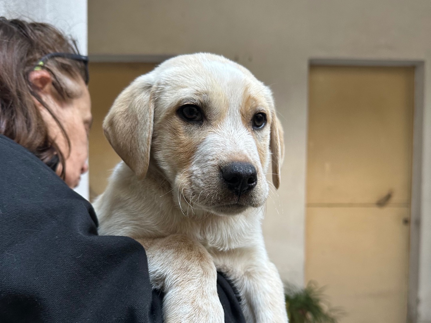 Vuoi adottare un cane a Salerno?