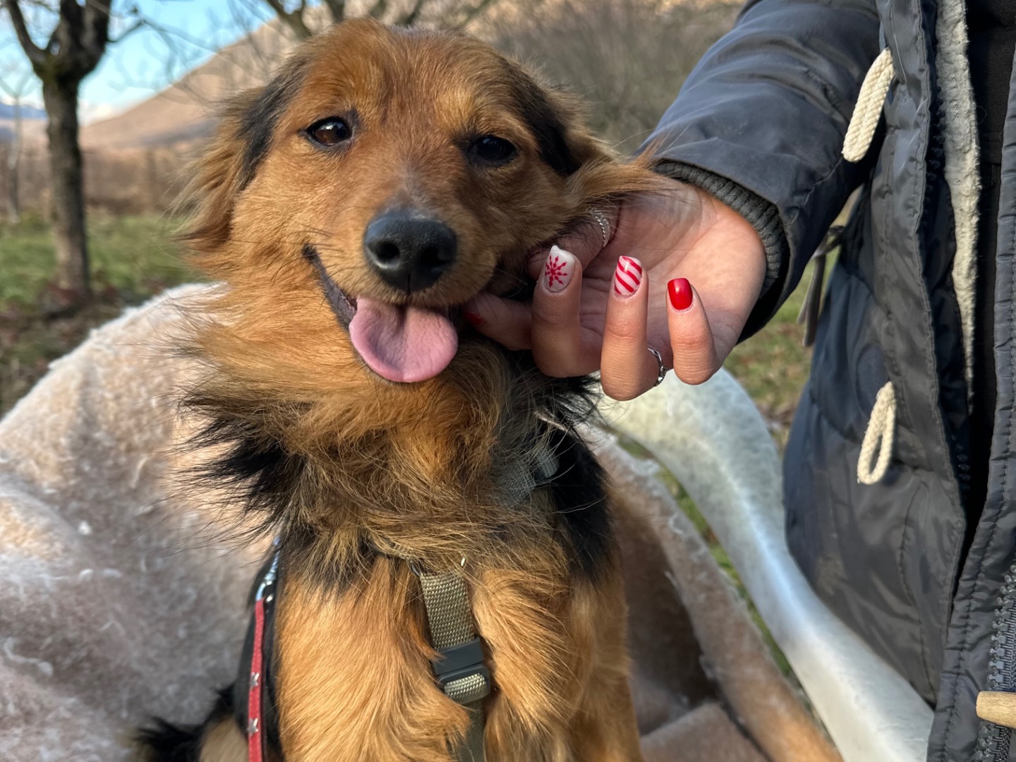 Adozione cane, maschio, Volpino di Pomerania Razza sconosciuta, 3 mesi, taglia piccola, Salerno