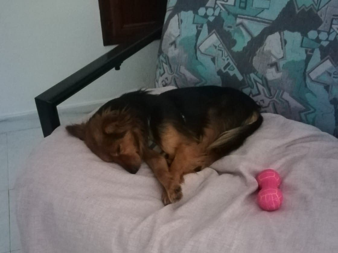 Adotta un cane, maschio, 3 mesi, Salerno