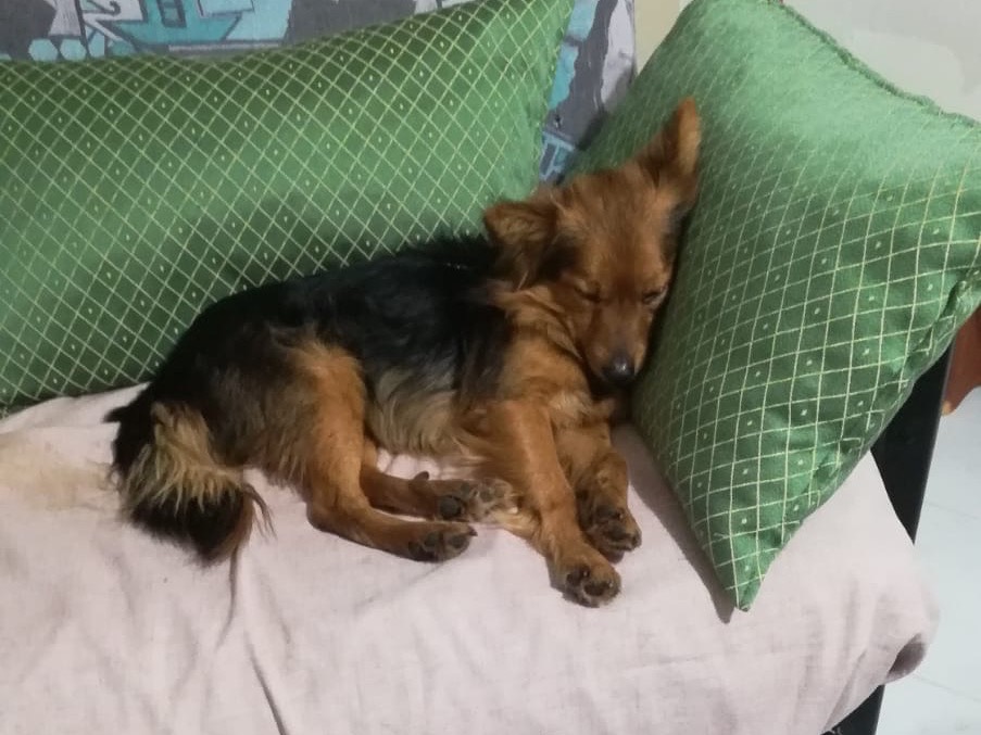 Adotta un cane, taglia piccola, maschio, Salerno