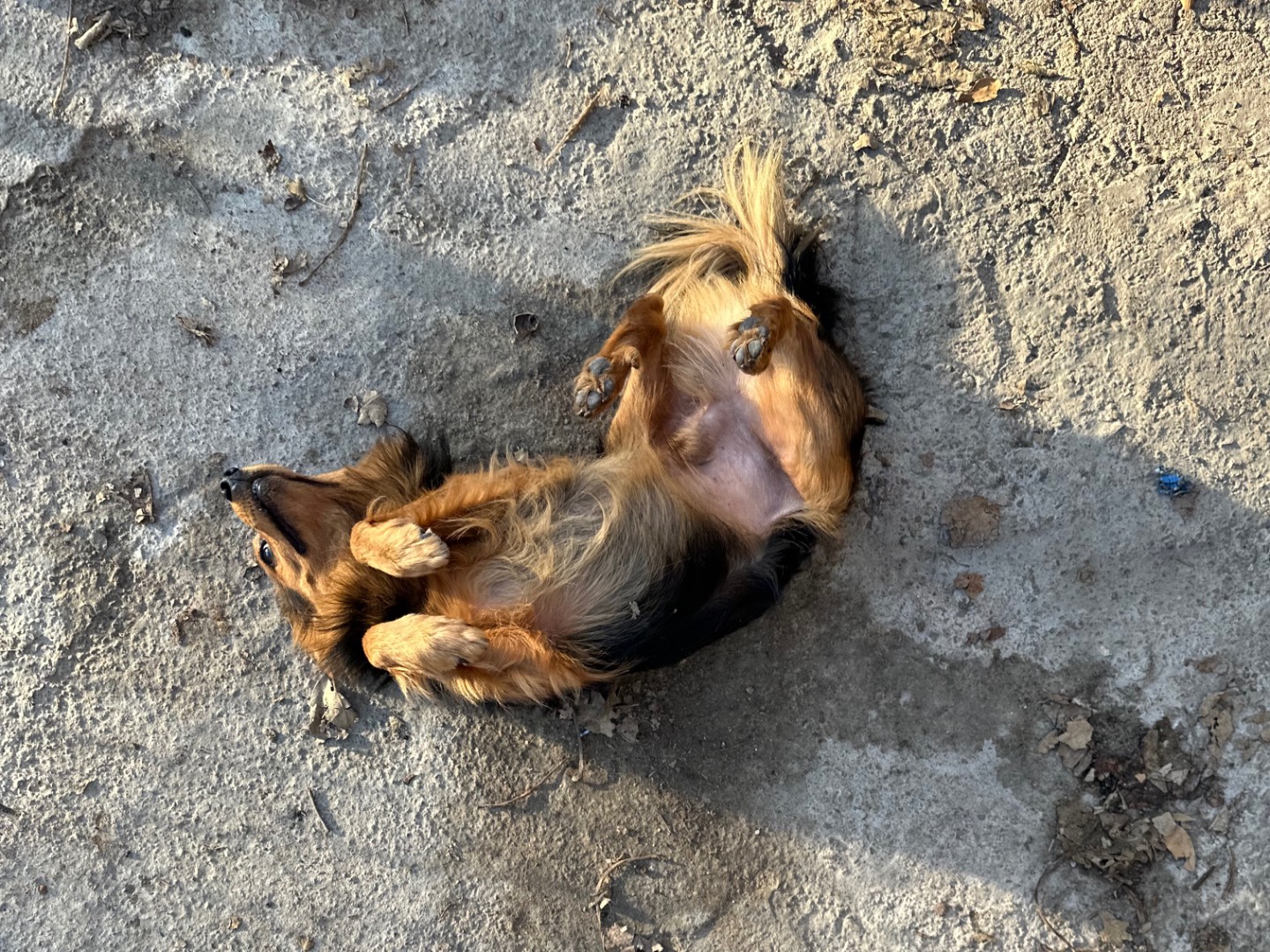 Vuoi adottare un cane a Salerno?