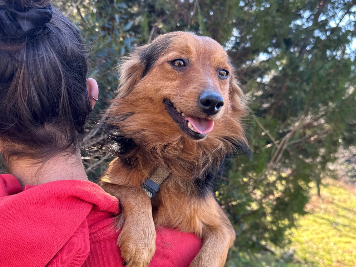 Adotta il cane Harry  a Salerno