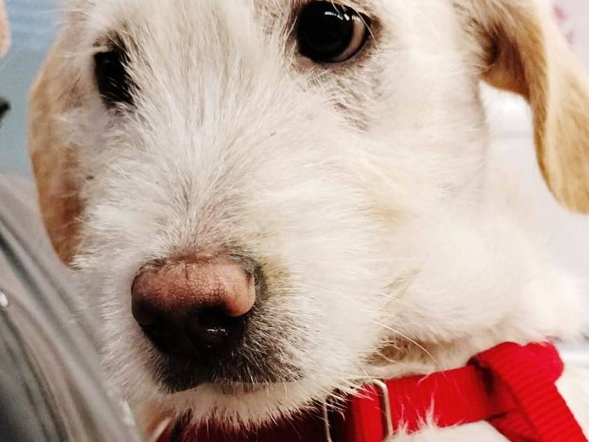 Adotta un cane, femmina, 6 mesi, Pavia
