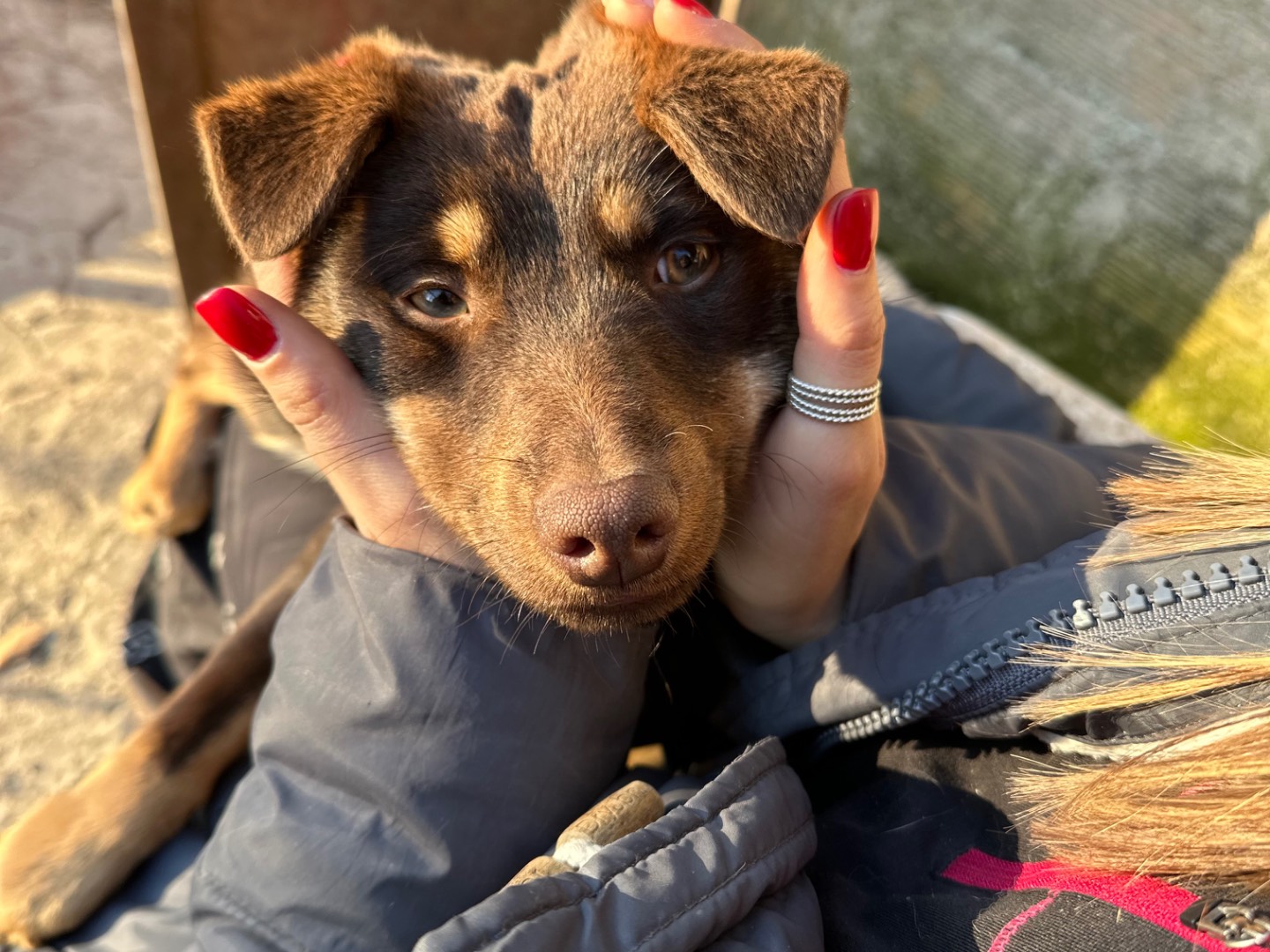 Vuoi adottare un cane a Salerno?