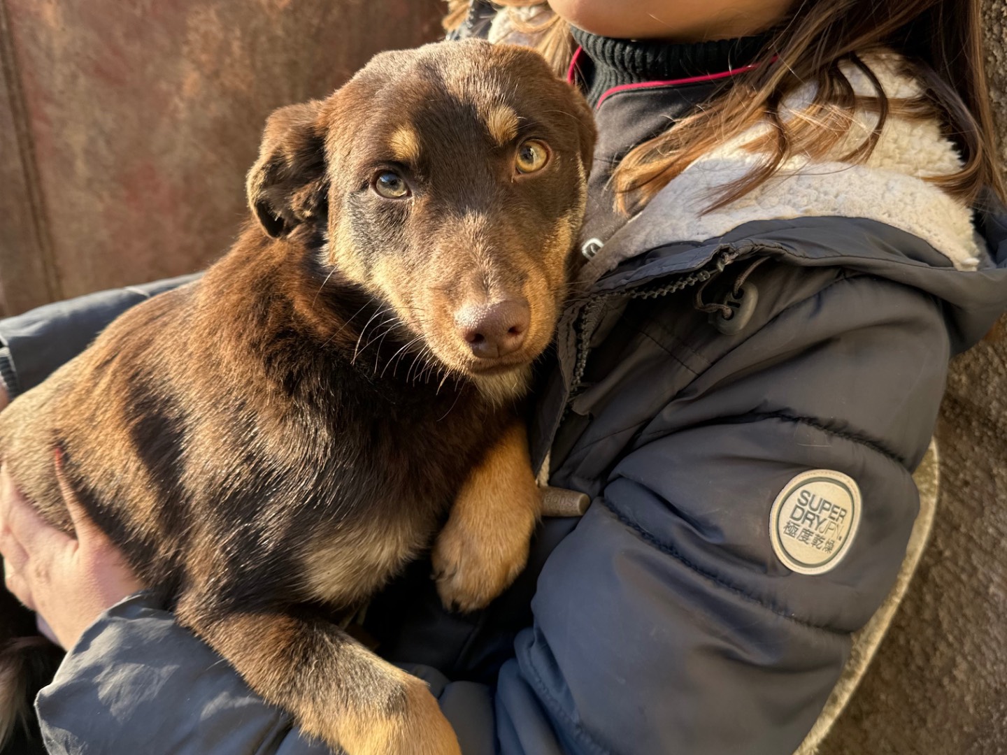 Adotta il cane Ron a Salerno