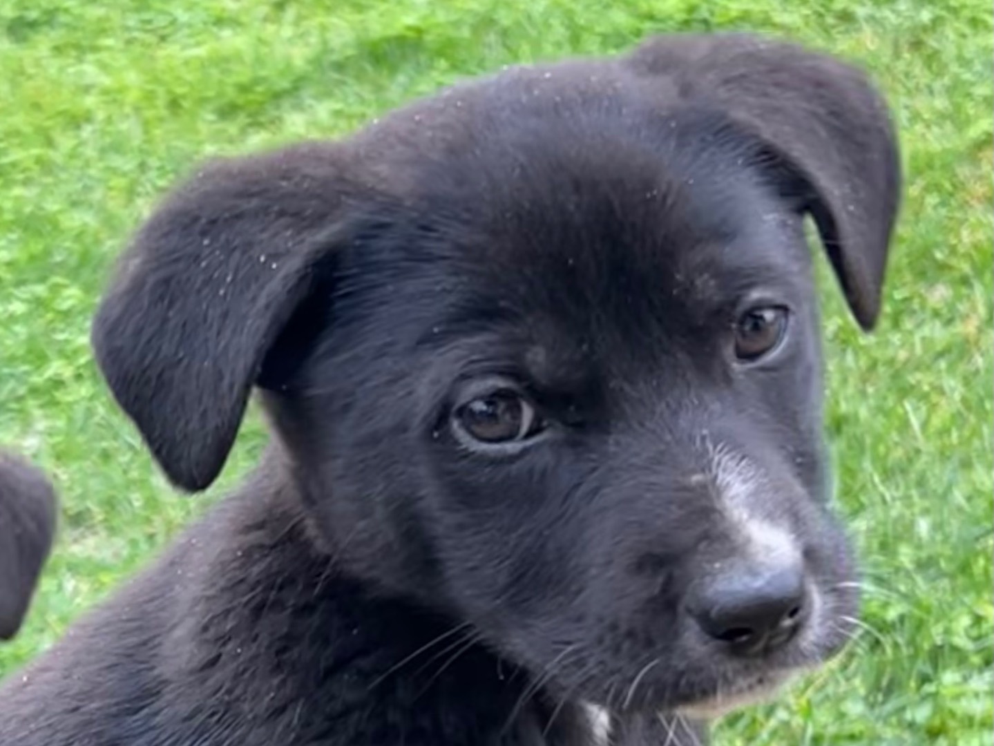 Adozione cane, femmina, Razza sconosciuta Razza sconosciuta, 3 mesi, taglia media, Enna