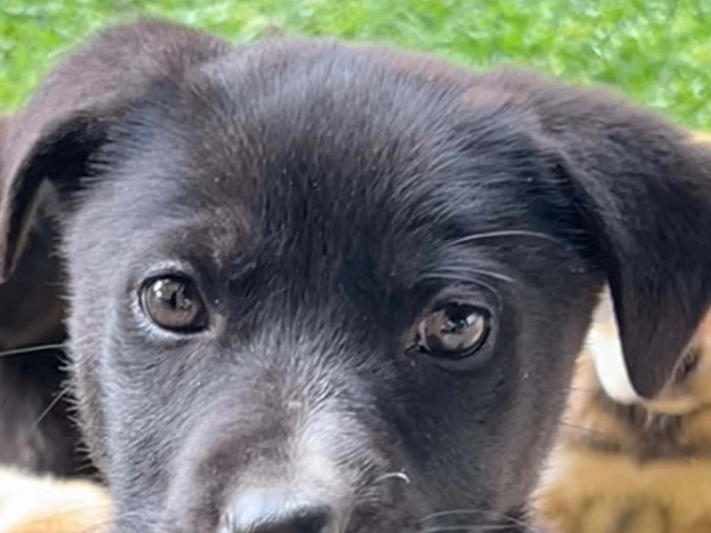 Adotta un cane, femmina, 3 mesi, Enna