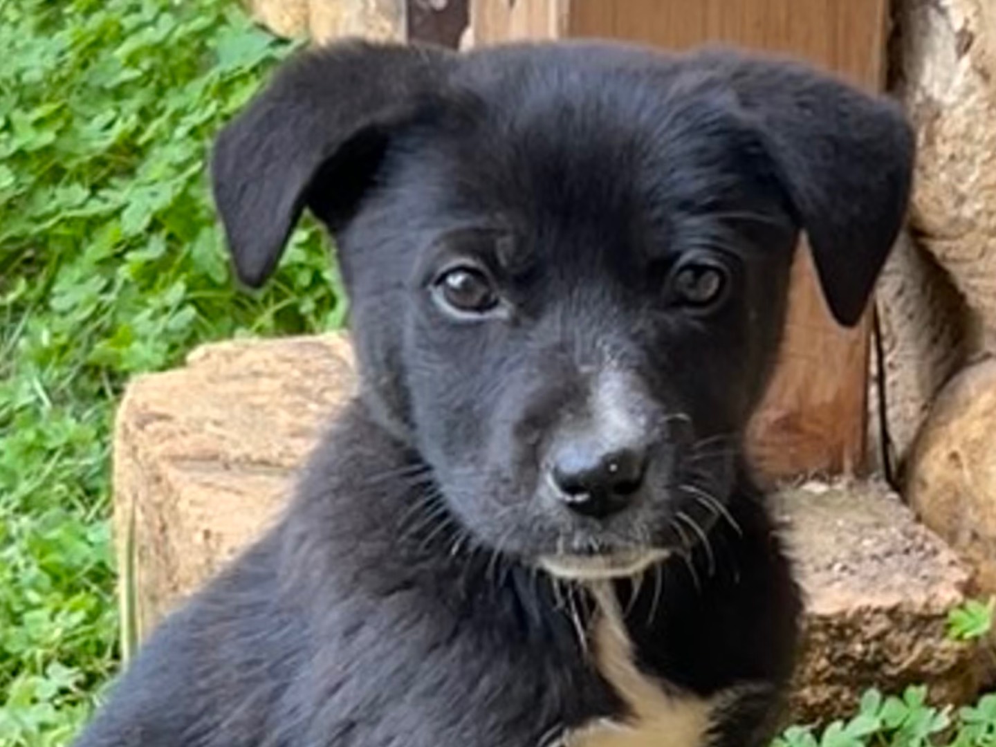 Adotta un cane, taglia media, femmina, Enna