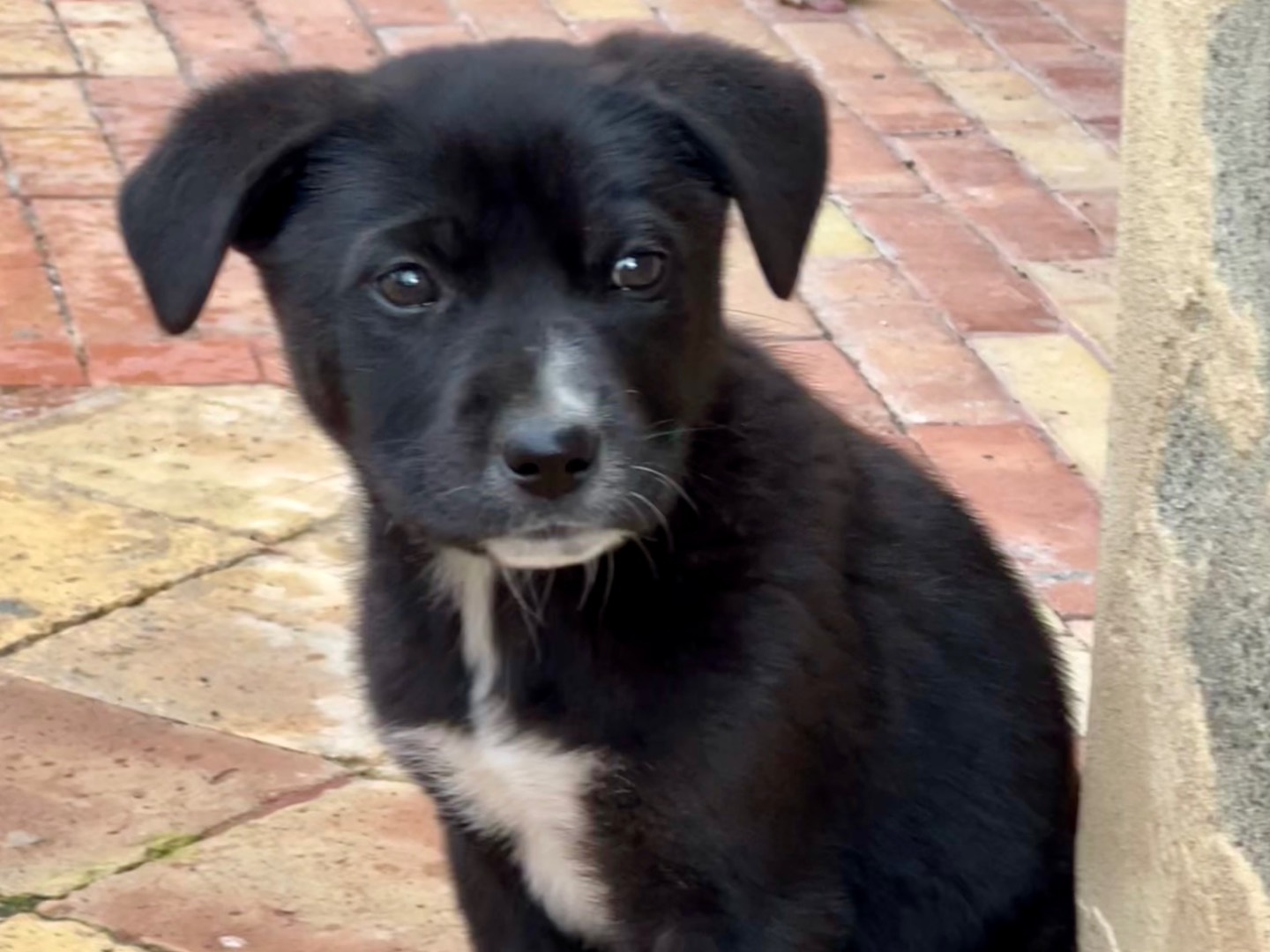 Adotta il cane Tia a Enna