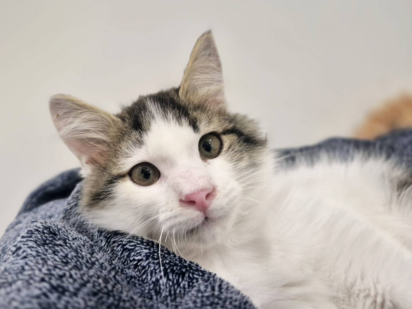 Adozione gatto, maschio, Razza sconosciuta Razza sconosciuta, 3 mesi, taglia non valida, Parma