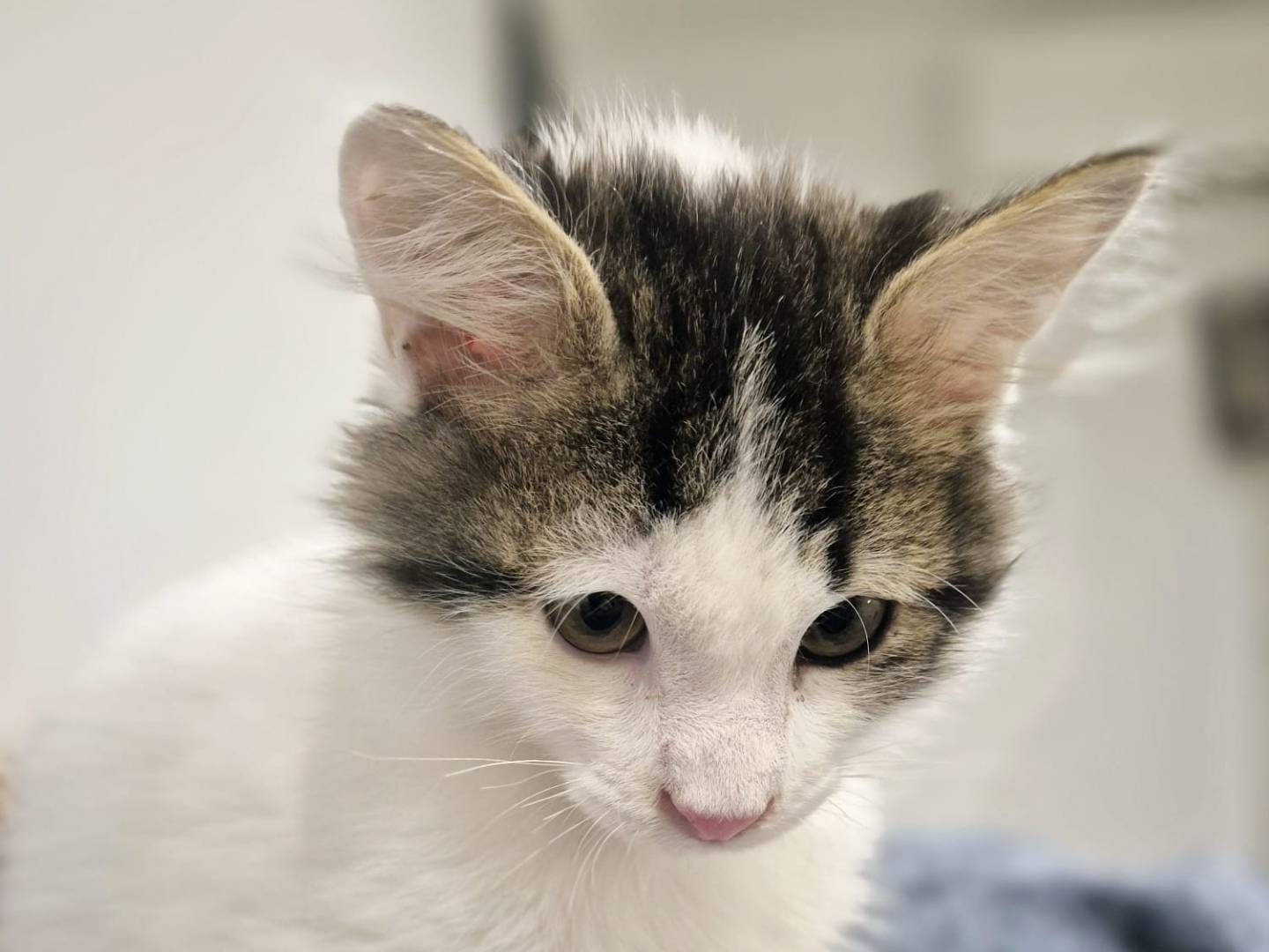 Adotta un gatto, taglia non valida, maschio, Parma