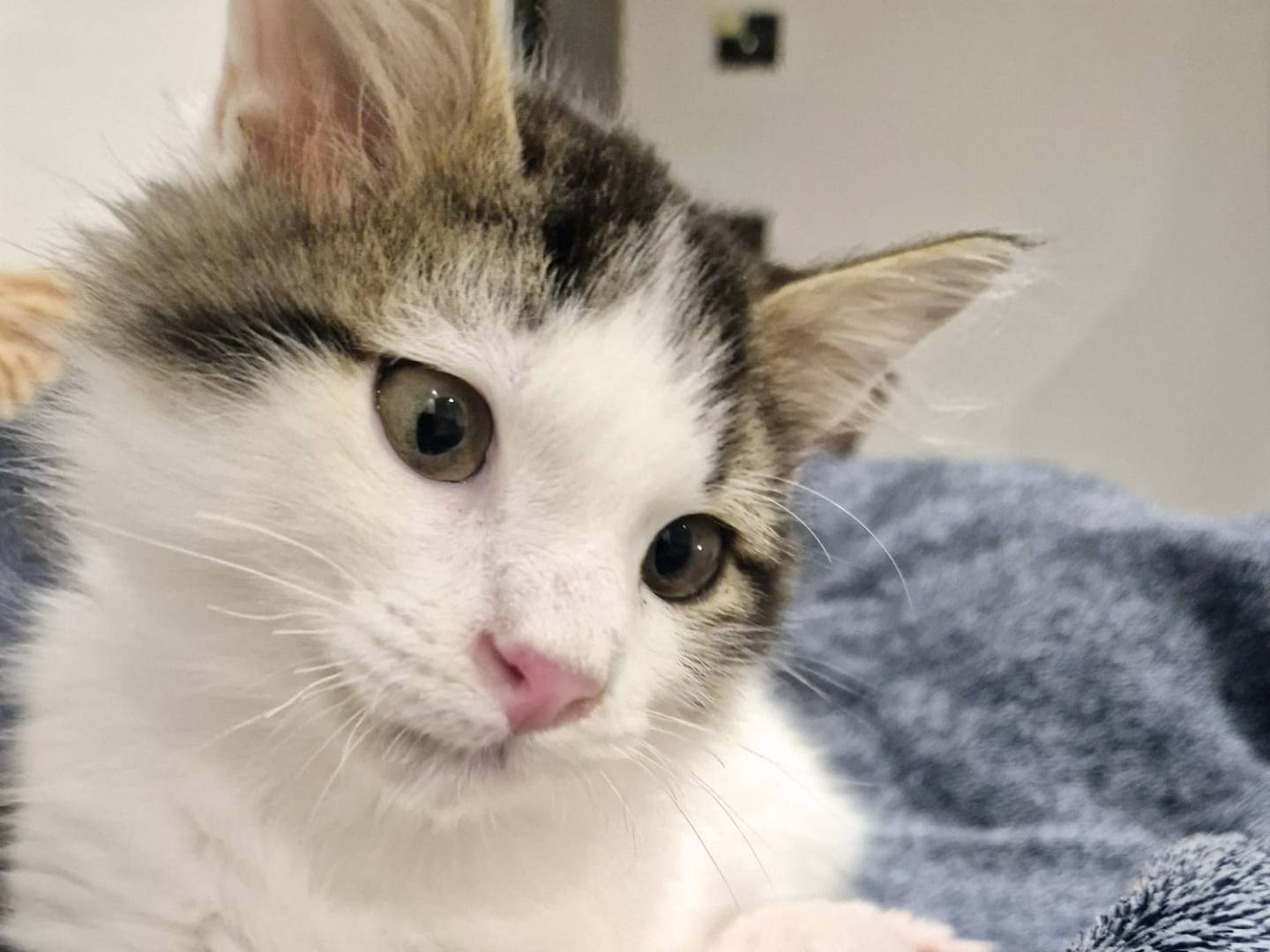 Vuoi adottare un gatto a Parma?