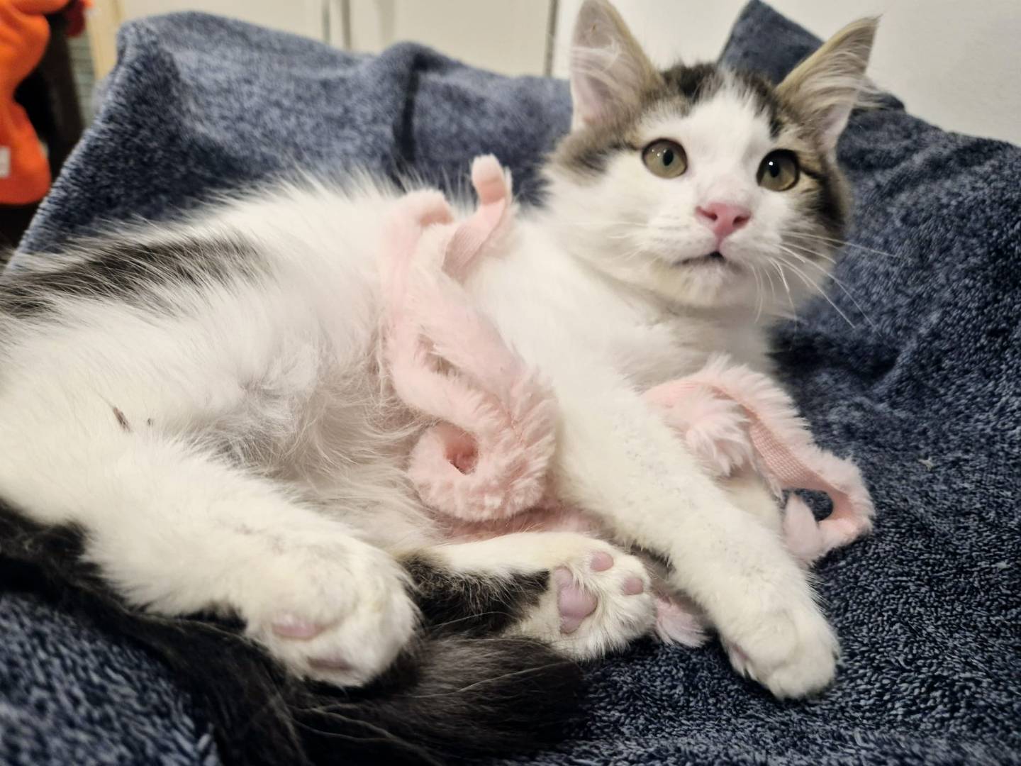 Adotta il gatto LILLO a Parma