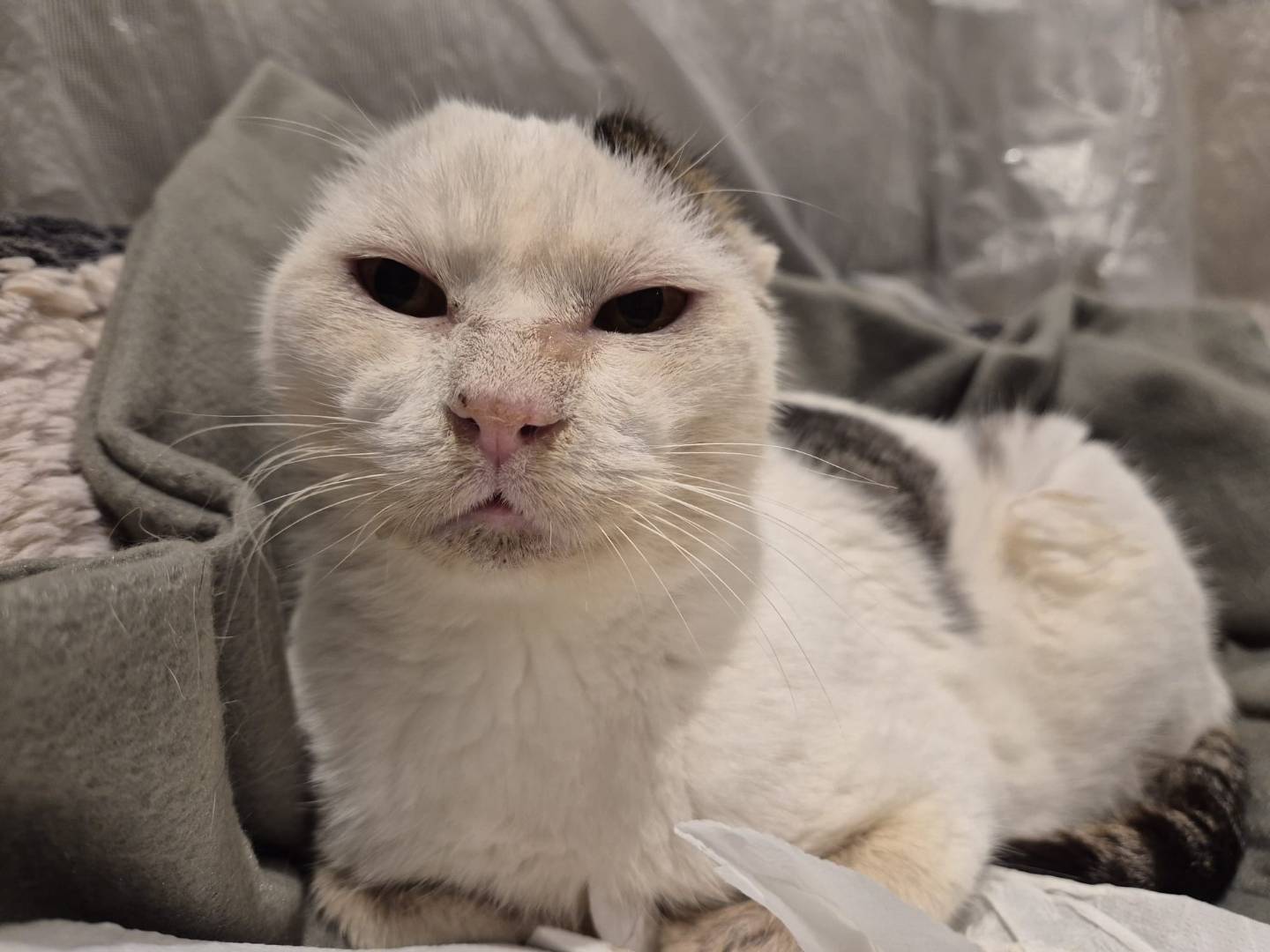 Vuoi adottare un gatto a Parma?