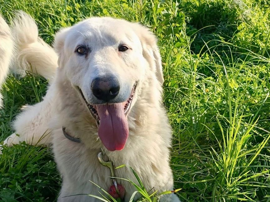 Adotta un cane, taglia grande, maschio, Torino