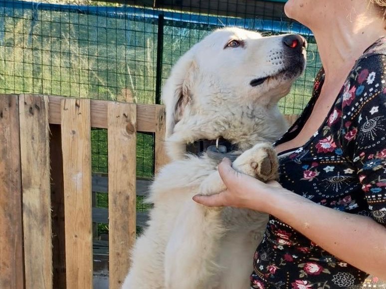 Vuoi adottare un cane a Torino?