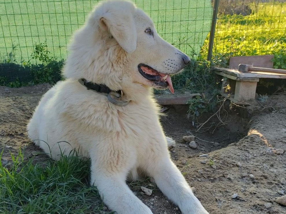 Adotta il cane Tony a Torino