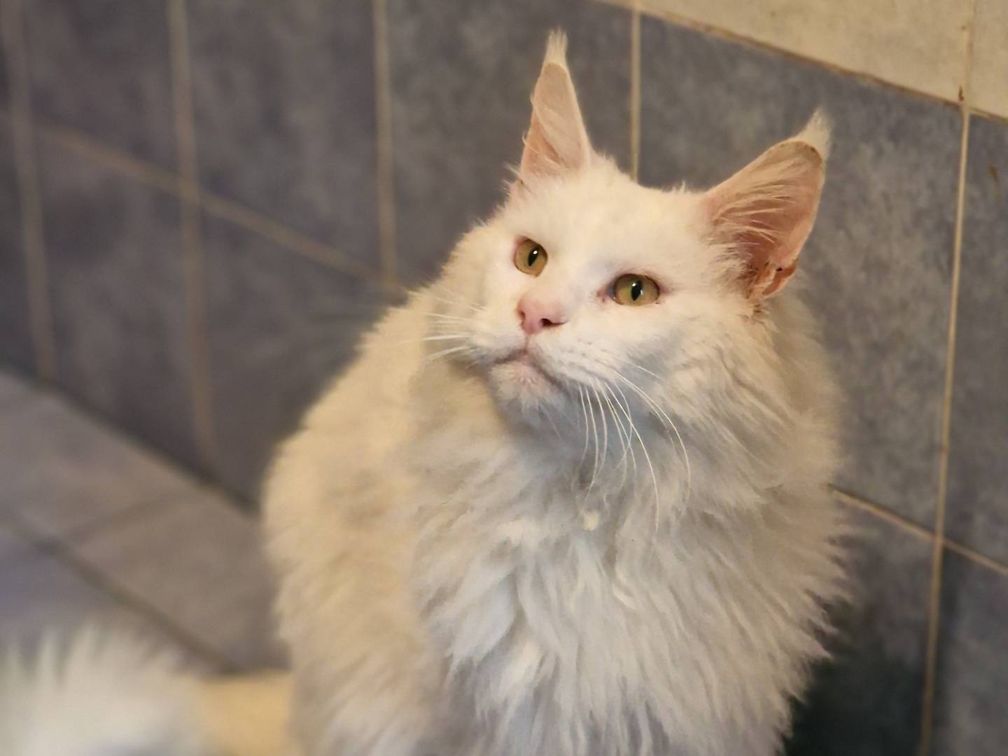 Adozione gatto, maschio, Maine Coon Razza sconosciuta, 4 anni e 7 mesi, taglia non valida, Taranto