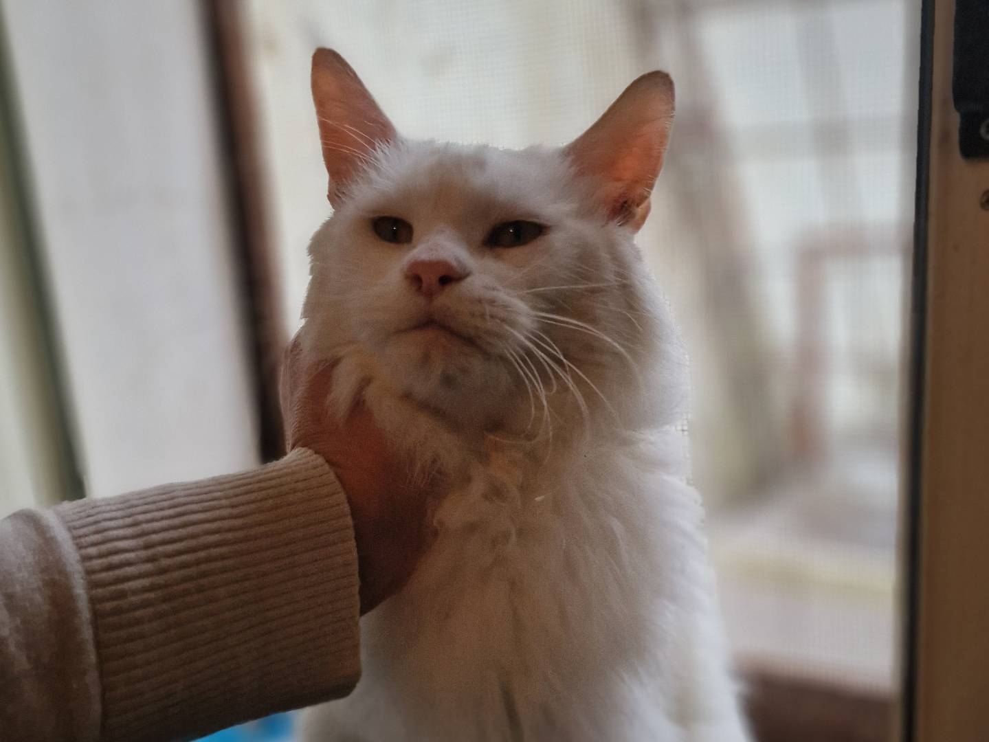 Adotta un gatto, maschio, 4 anni e 7 mesi, Taranto