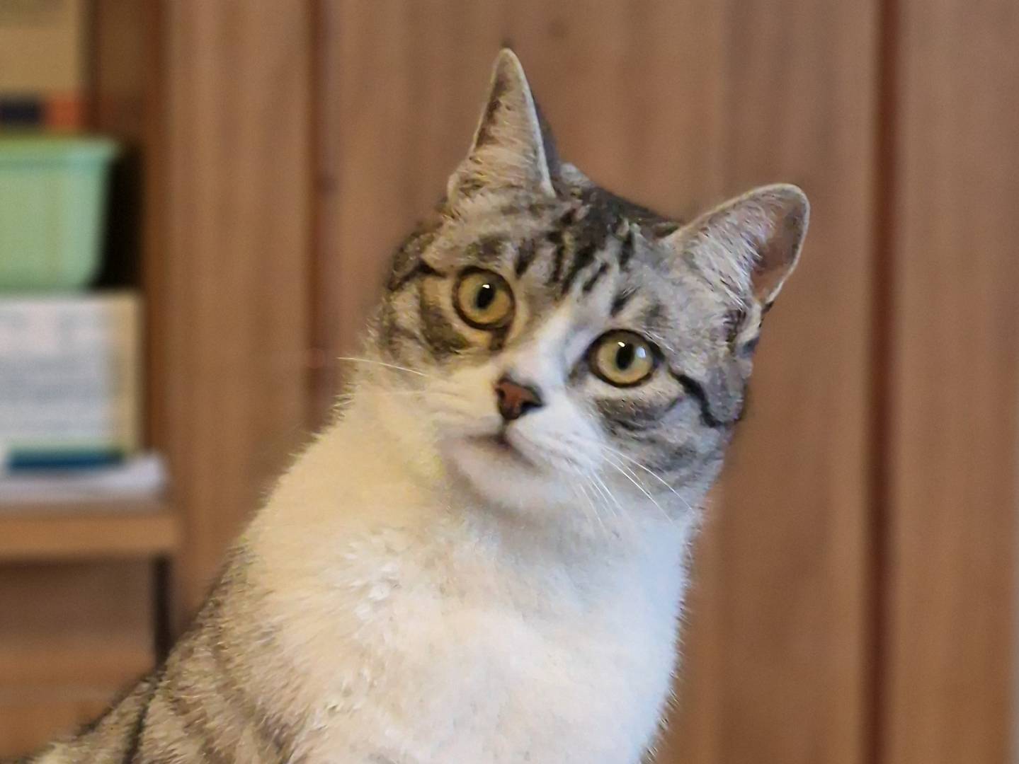 Adotta un gatto, taglia non valida, maschio, Taranto