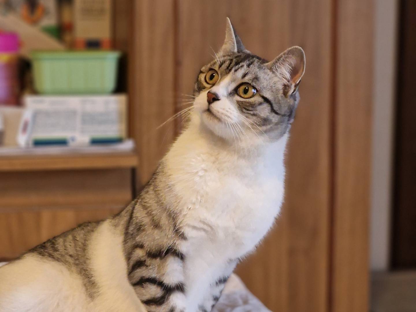 Vuoi adottare un gatto a Taranto?