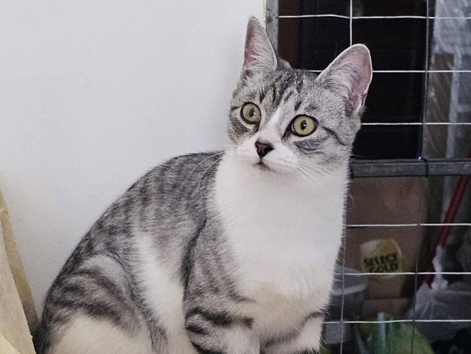 Adotta il gatto Bizet a Taranto