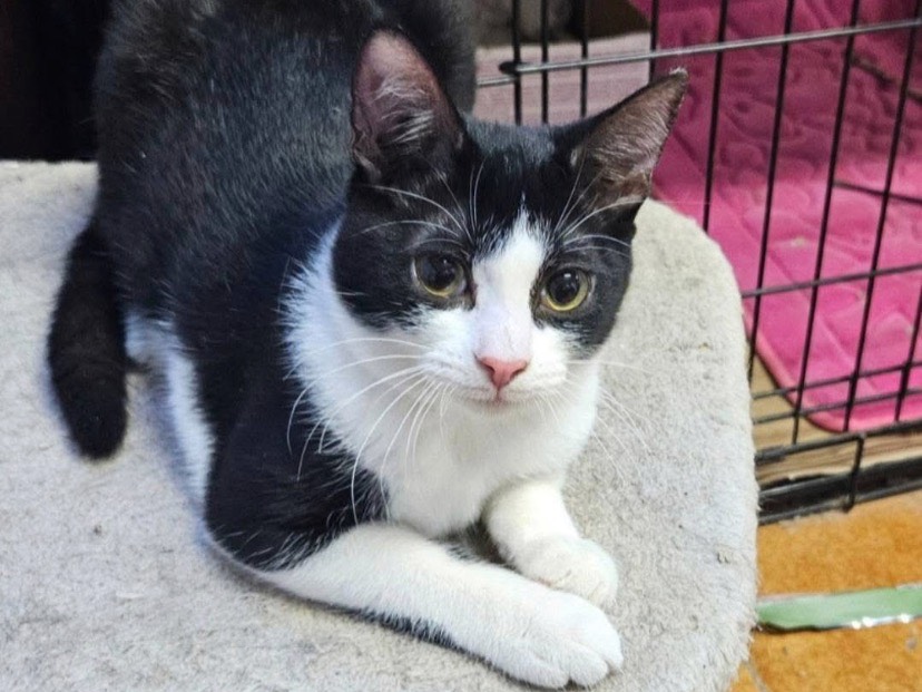 Adozione gatto, femmina, Razza sconosciuta Razza sconosciuta, 7 mesi, taglia non valida, Chieti