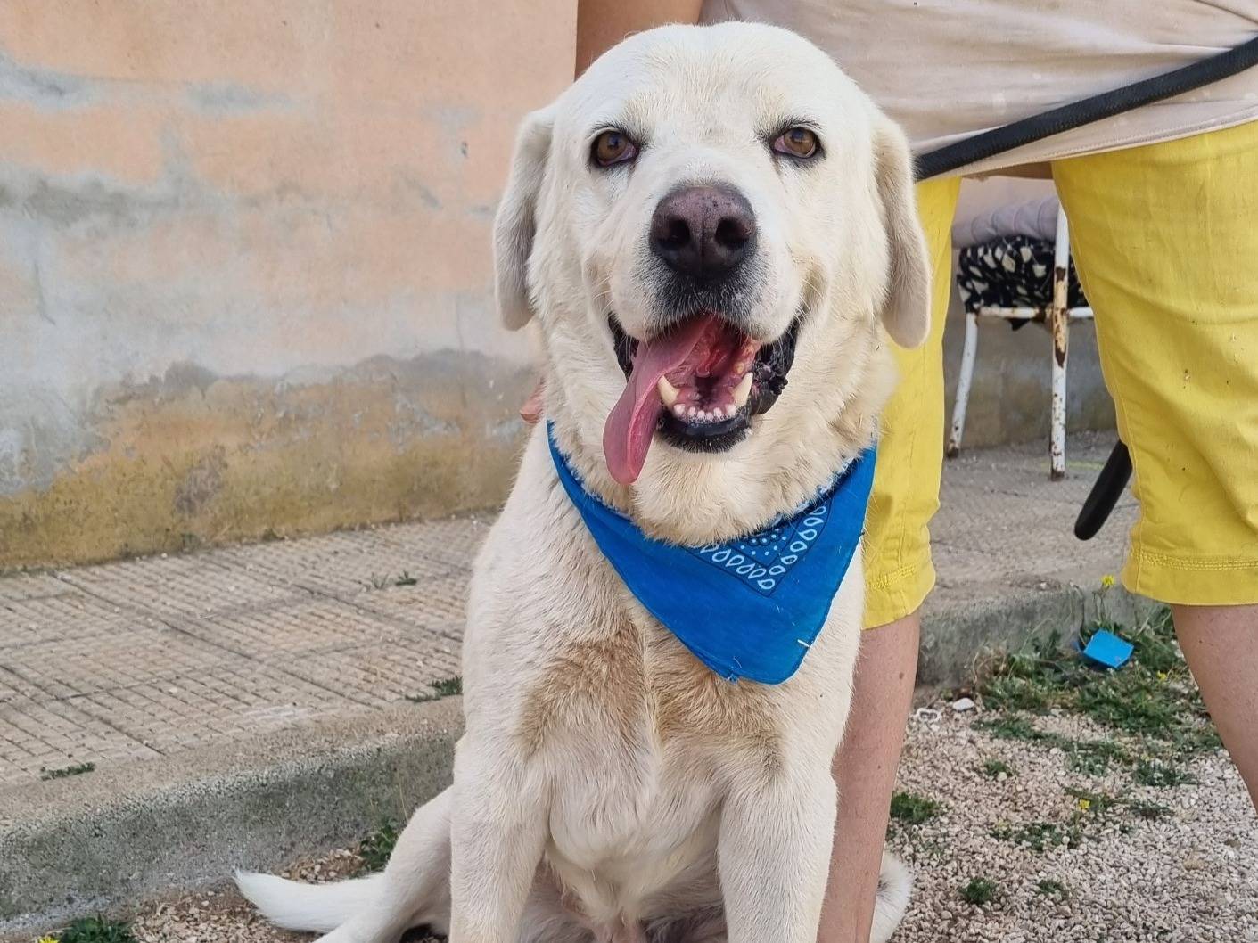 Adotta un cane, taglia media, maschio, Como