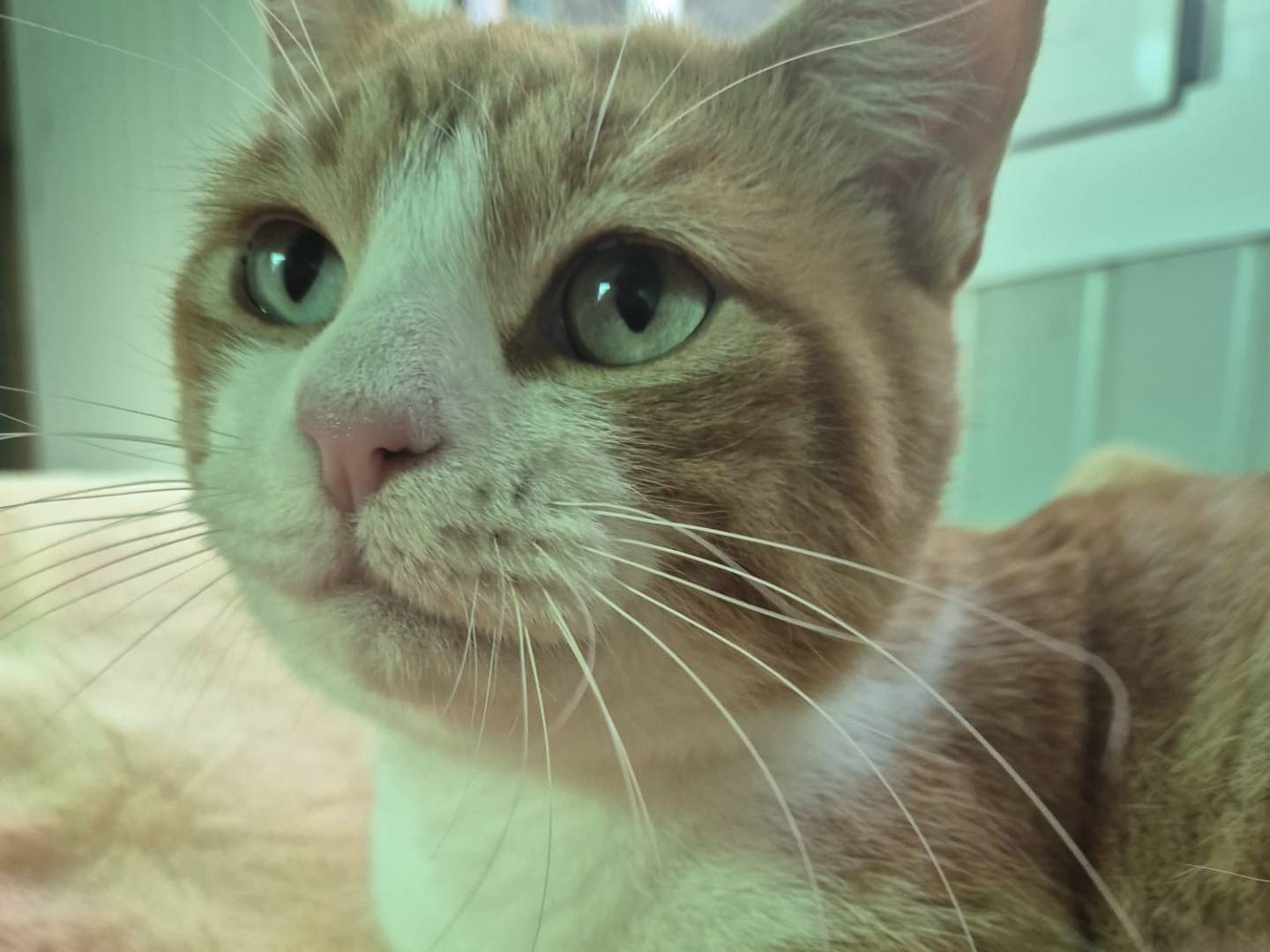 Adozione gatto, maschio, Razza sconosciuta Razza sconosciuta, 2 anni e 2 mesi, taglia non valida, Parma