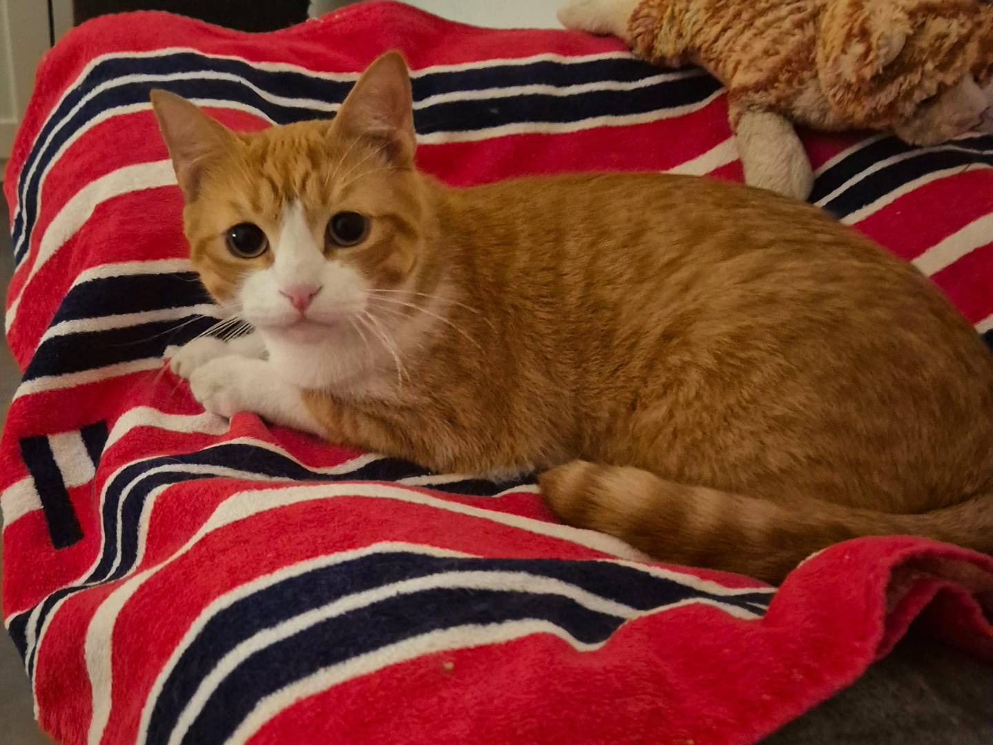 Adotta un gatto, taglia non valida, maschio, Parma