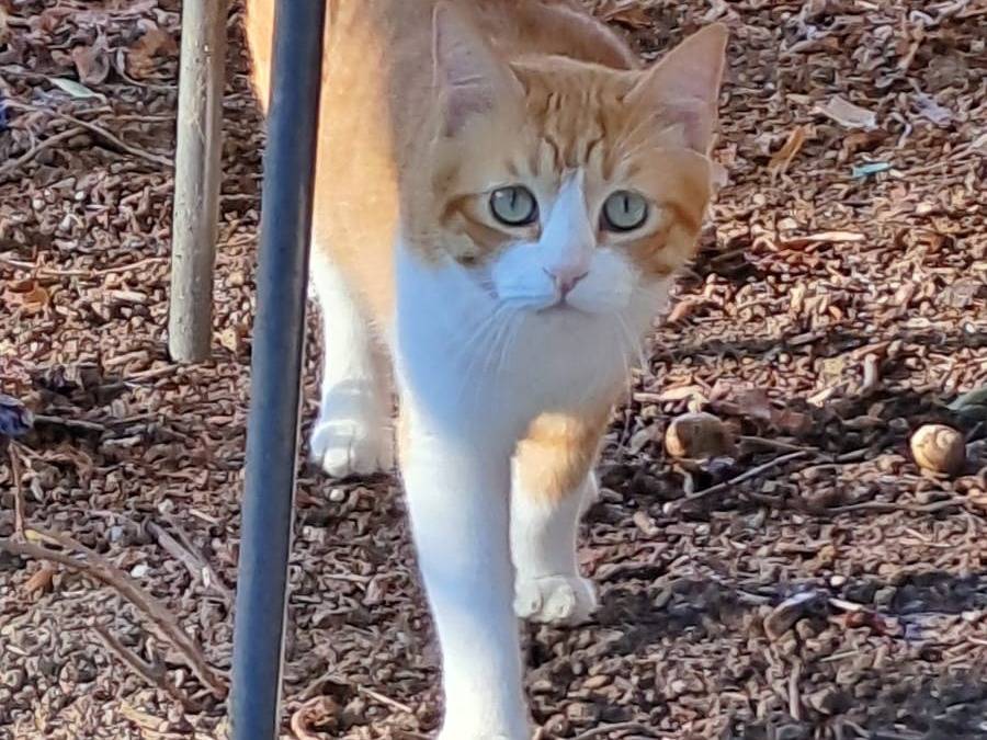 Vuoi adottare un gatto a Parma?