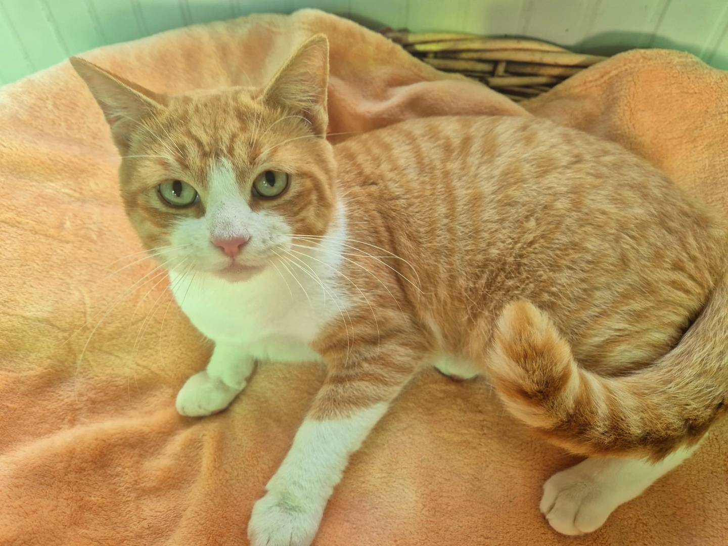 Adotta il gatto Otto a Parma