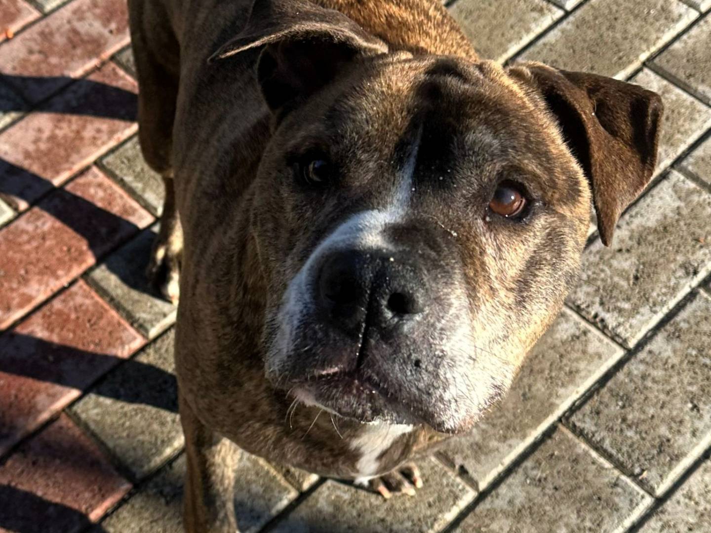 Vuoi adottare un cane a Milano?